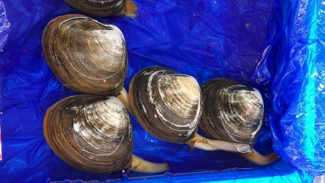 ウバガイ、ホッキ貝　　Sakhalin surf clam　Pseudocardium sachalinense смотреть онлайн