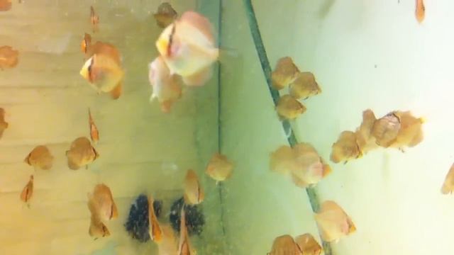 Covata discus Leopard SG x Leopard IDF 03032013 смотреть онлайн