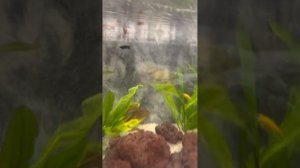 Запустили в аквариум рыбок , #гуппи и #тернеция