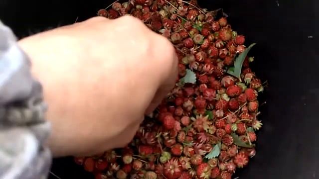 Хорошая ягода смотреть онлайн