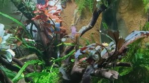 Креветочник 16л