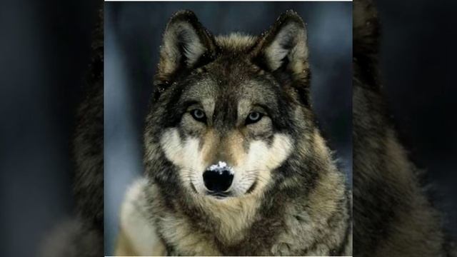lobo coiote uivando ,Wolf Coyote Howling, Вольф Койот воет смотреть онлайн