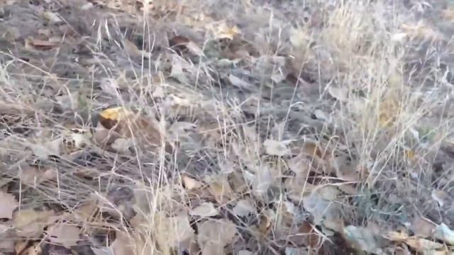 Praying mantis pregnant - Mantis religiosa preñada смотреть онлайн