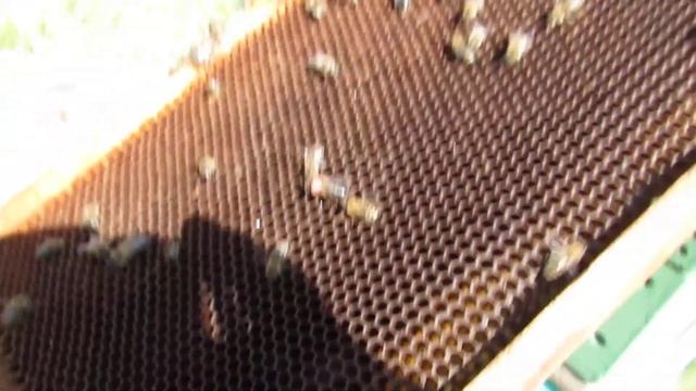 Старший пчеловод тренируется метить маток. Хакасия.