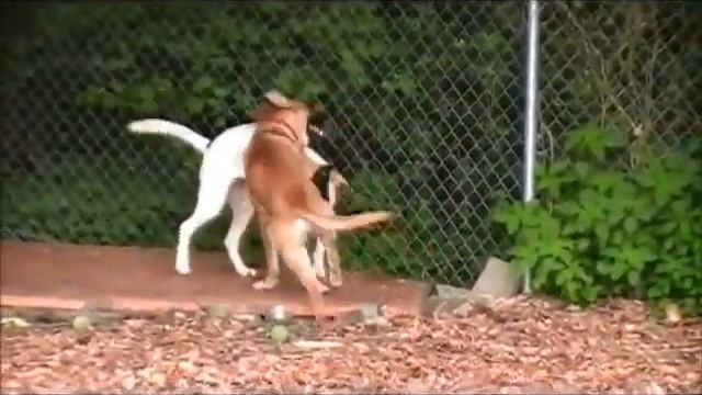 Gino and Luna Play Time AHS Tinton Falls, N.J., June 7,2012 смотреть онлайн