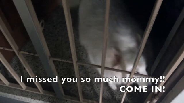 Ep 204: Our Prawning Experience