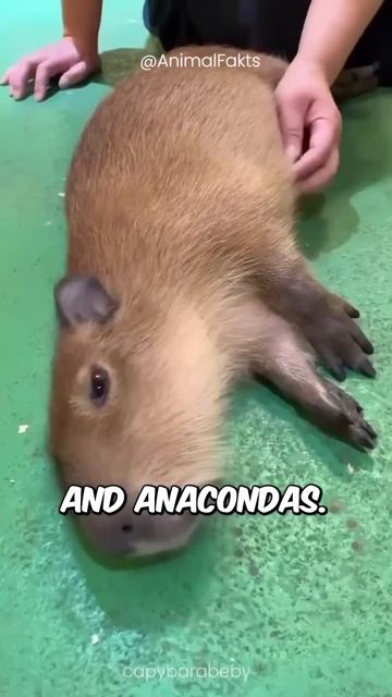 World’s Chillest Animal: Capybara #shorts #capybara #capivara смотреть онлайн