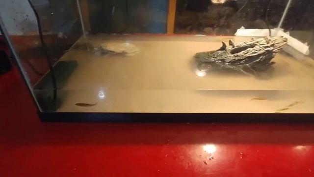 Alligator snapping turtle tank смотреть онлайн