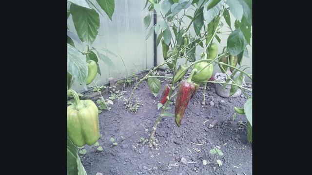 Расслабуха для настроения.Моя фазенда и хозяйство.