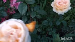 Роооозы😍❤❤❤! Mereilli Dumas 😍🔥🙏,не знаю кого показать первой🤷♀️😃...