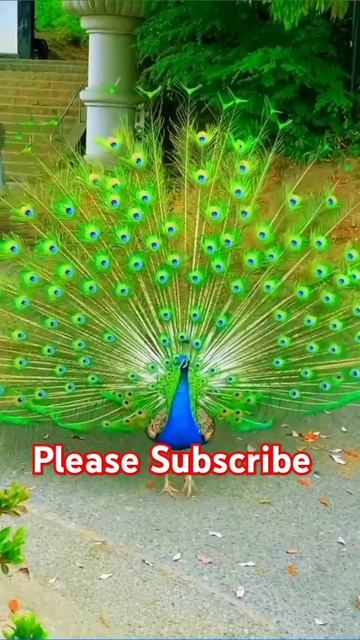 peacock 🦚 dance #viralvideo #fantasy #animals #birds #peacock смотреть онлайн