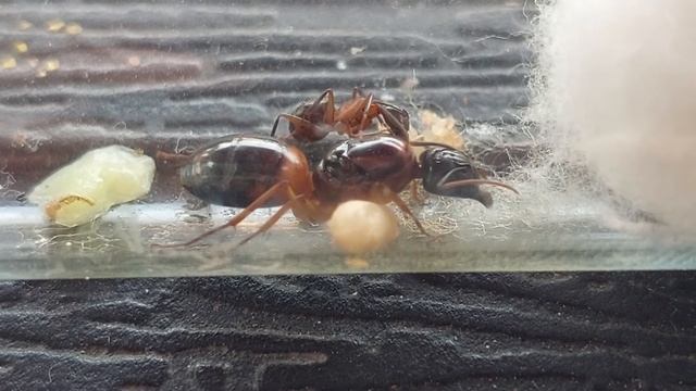Camponotus consobrinus (Victoria, Australia) 14.08.2021 смотреть онлайн