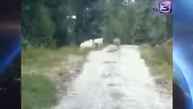 Волчара позорный смотреть онлайн