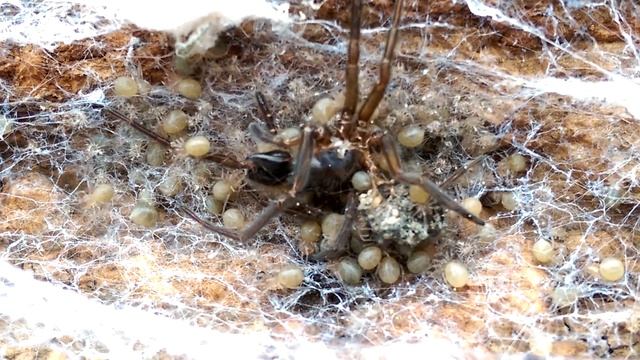Mother-Eating Spiders. Matriphagy in Amaurobius ferox. смотреть онлайн