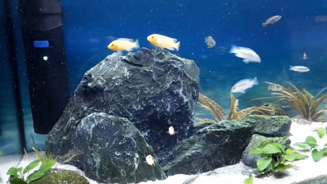 зебра жёлтая смотреть онлайн