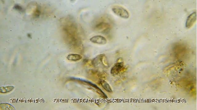 生命的源頭是如何開始?!還有目前科學界所得到知識痕跡 смотреть онлайн