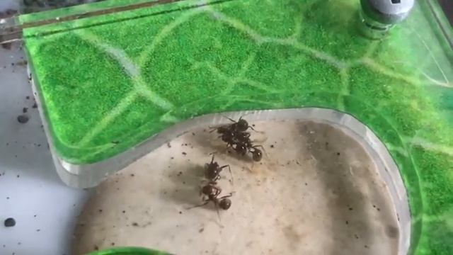 День Рождения муравья! смотреть онлайн