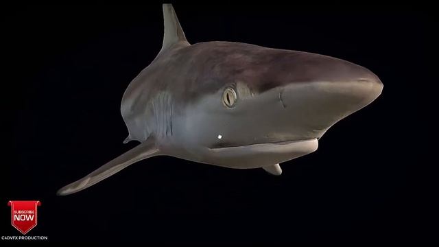 Black Shark Model 3d for c4d free downloads (file describe) смотреть онлайн