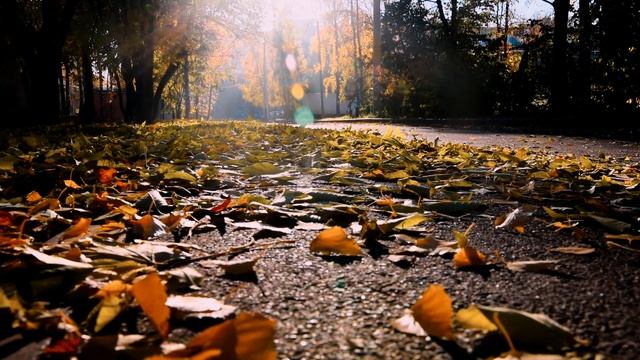 ЛУЧИ ОСЕНИ Футаж смотреть онлайн