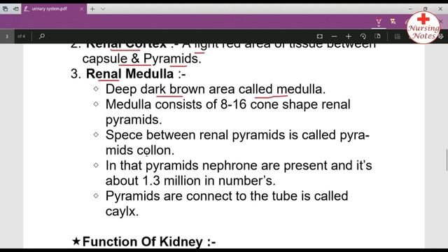 Urinary System Anatomy and Physiology || Anatomy and Physiology For Nursing Students смотреть онлайн