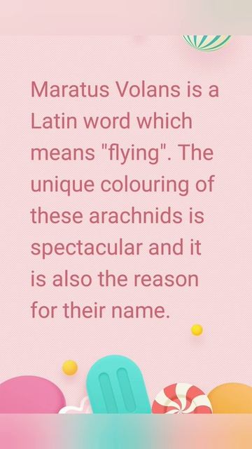 Peacock Spider смотреть онлайн