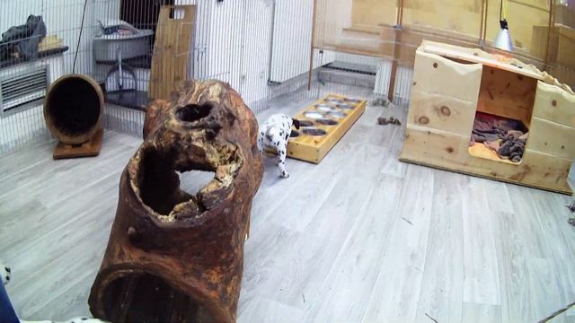 DvH Deluxe Von Hasselbusch - H Wurf - Tag 53