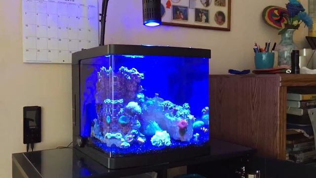 14 Gal Biocube Update And Water Change смотреть онлайн