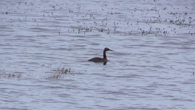 Grand Grèbe (Podiceps m. major) Great Grebe смотреть онлайн