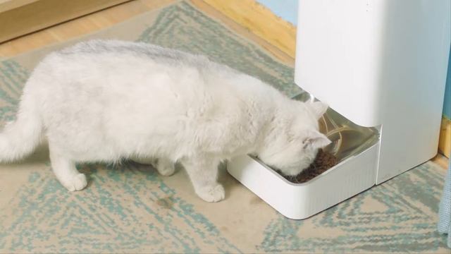 Xiaomi Smart Pet Food Feeder 😺🐶 เครื่องให้อาหารสัตว์เลี้ยงอัจฉริยะ смотреть онлайн