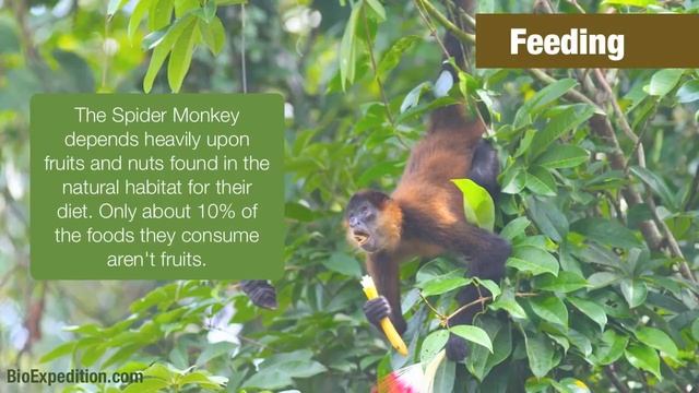 Information about Spider Monkey смотреть онлайн