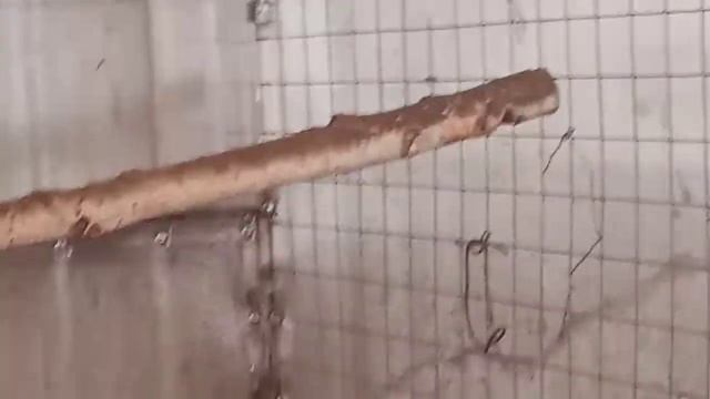Синие ушастые фазаны смотреть онлайн