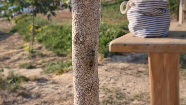 Zrikavac / Cicada смотреть онлайн