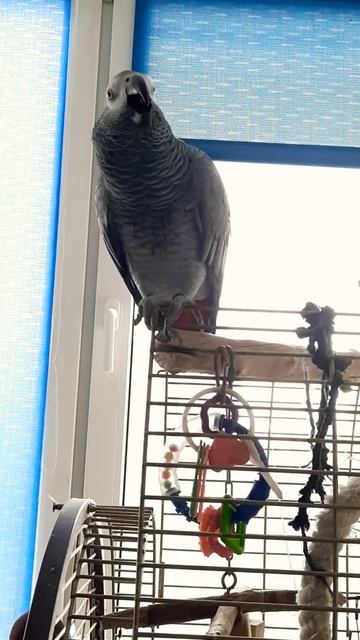 Эврика попугай жако / дети проходите мимо видео смотреть онлайн