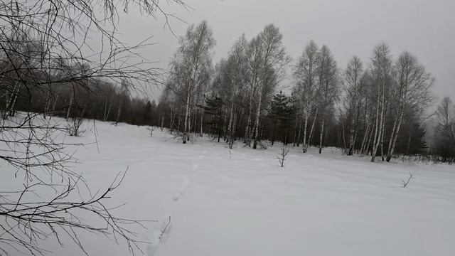 Проверяем капканы. Рысь поймала косулю. Встретили волка и ещё кое что. смотреть онлайн