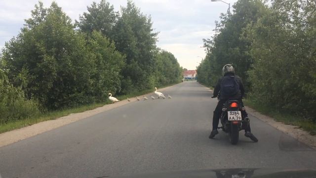 Утята переходят дорогу. смотреть онлайн