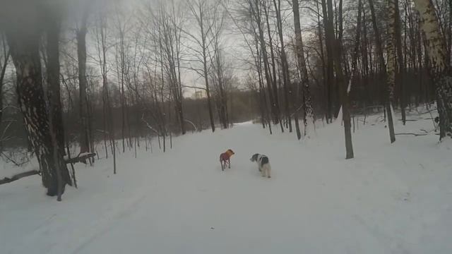 Прогулка 29.12.2020 смотреть онлайн