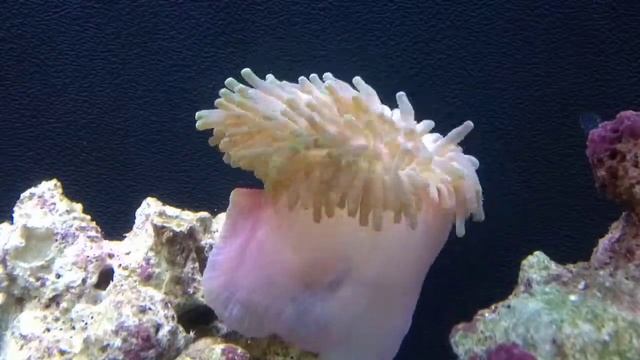 Bubble Tip Anemone eating смотреть онлайн