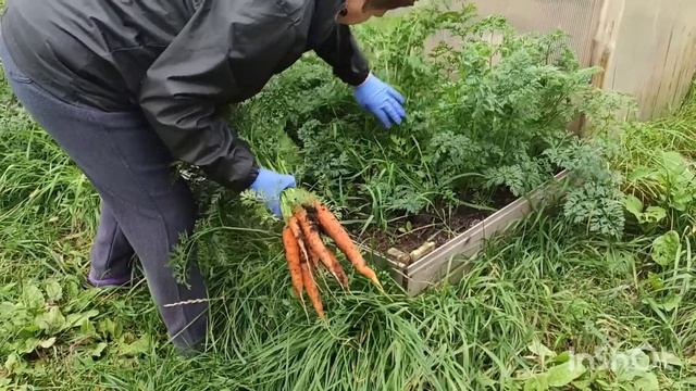 Ловите лайфхак. Два урожая с одной грядки. Попробуйте. смотреть онлайн