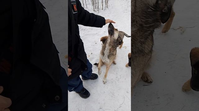 пёсики 🐶 милые такие прям как ну не знаю 😅 смотреть онлайн