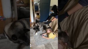 Собака и дети, если вы берёте Американскую акиту в семью с детьми.Наш опыт #акита #собака #влог