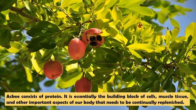 7 Health Benefits Of Ackee