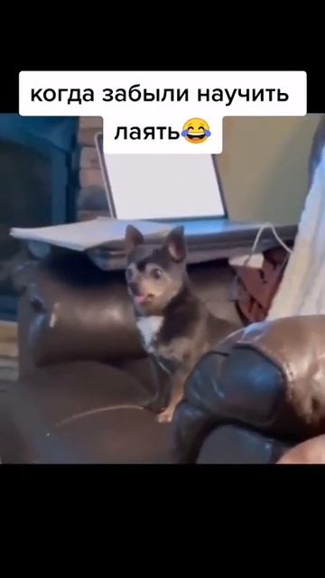 Когда не научили собаку лаять смотреть онлайн