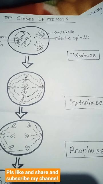anatomy //Cell division //#medical #bones #fundamentalanalysis #nursing смотреть онлайн