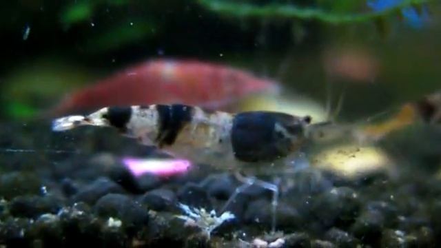 small fishtank(8 inches) смотреть онлайн