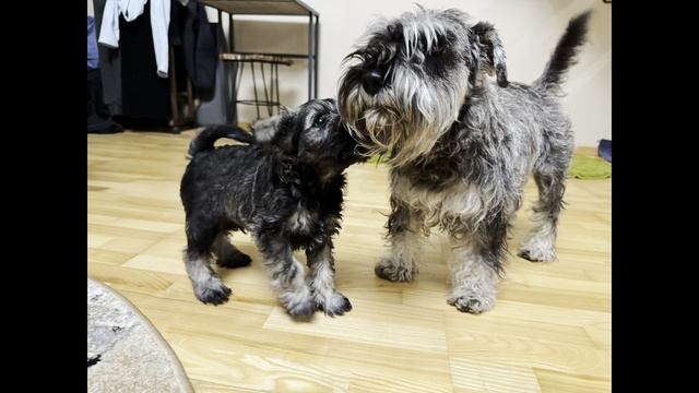 Цвергшнауцер