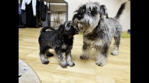 Цвергшнауцер