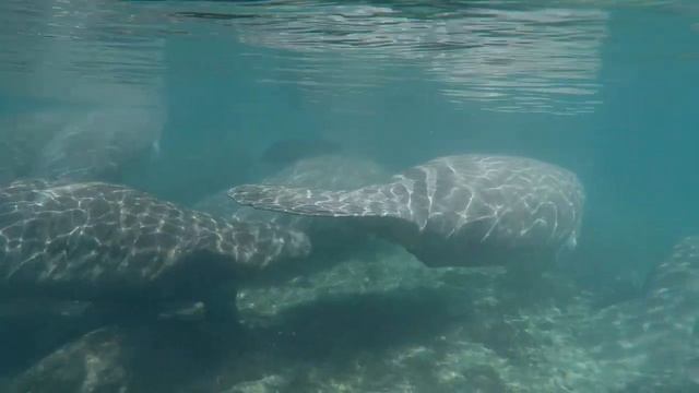 The West Indian Manatee: Costa Rica смотреть онлайн