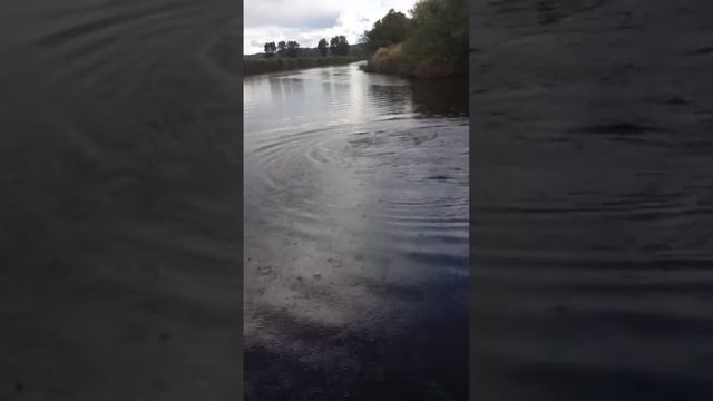 10,4 Kg Gädda I Viskan