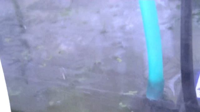 Наблюдаем за макроподом в нерестовике смотреть онлайн