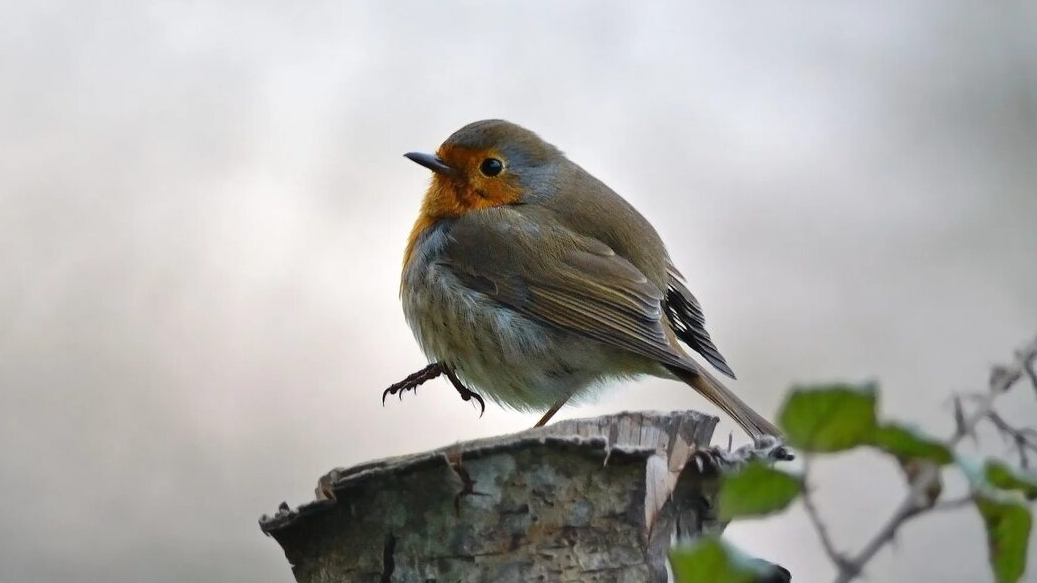 Диана Иорданская птичка-невеличка Казбек смотреть онлайн